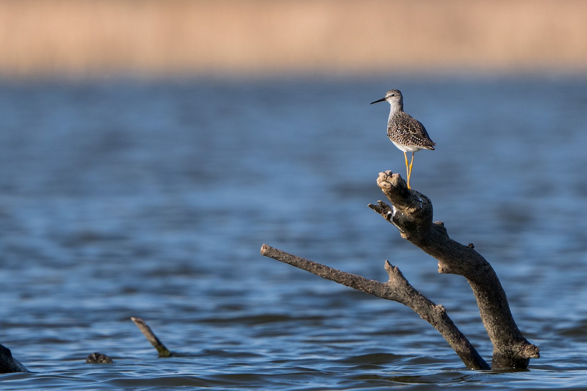 Lesser Yellowlegs - ML633663340
