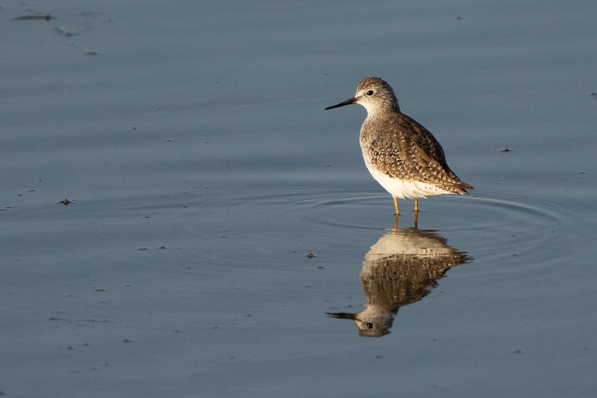 Lesser Yellowlegs - ML633663341