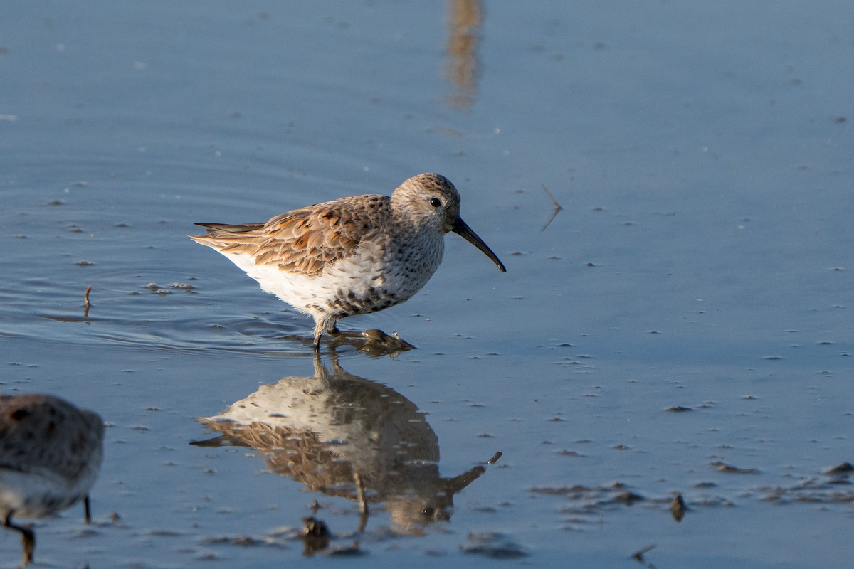 Dunlin - ML633663366