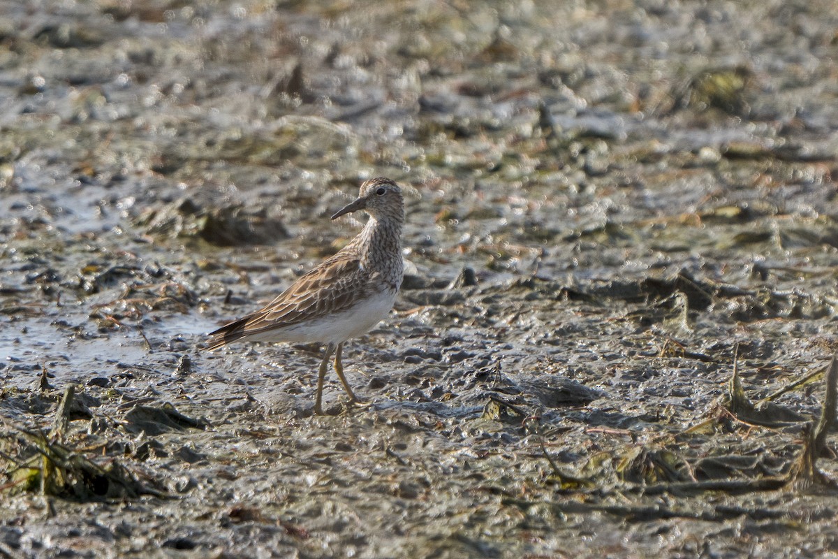 Pectoral Sandpiper - ML633663387