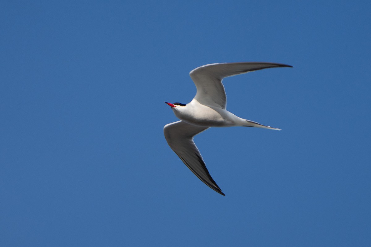 Common Tern - ML633663403