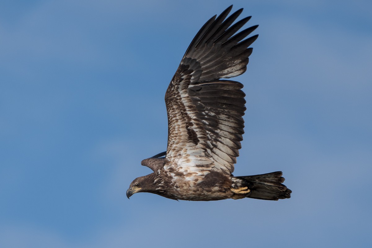 Bald Eagle - ML633663411