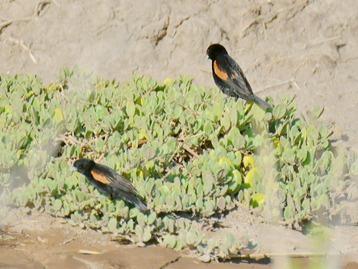Fan-tailed Widowbird - ML633663435
