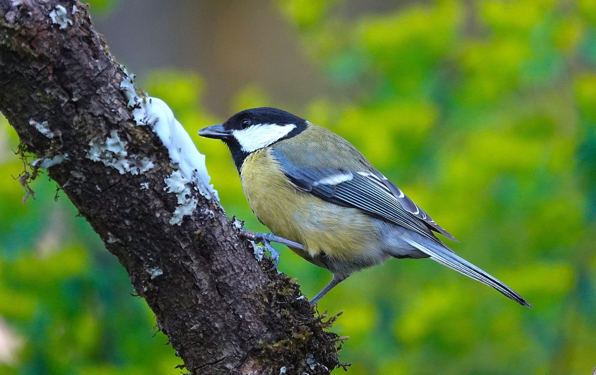 Great Tit - ML633663488