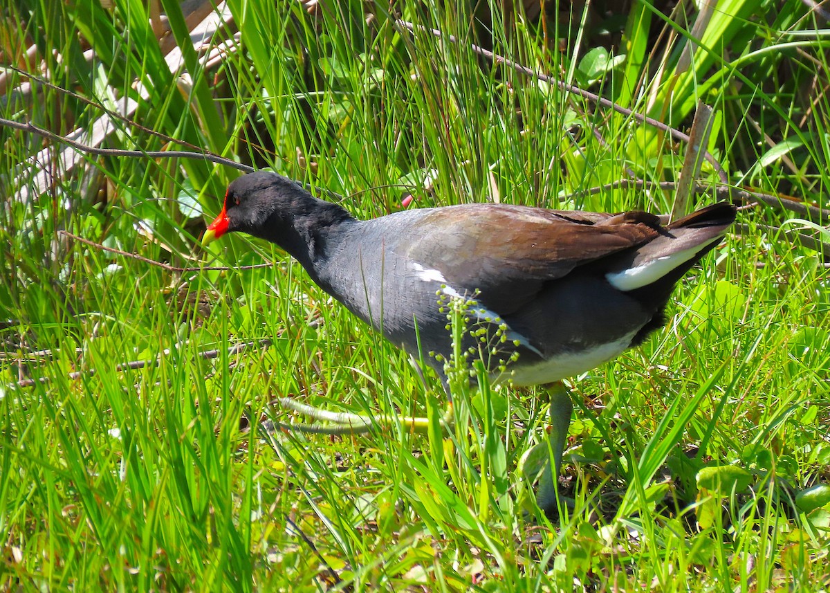 Common Gallinule - ML633663506