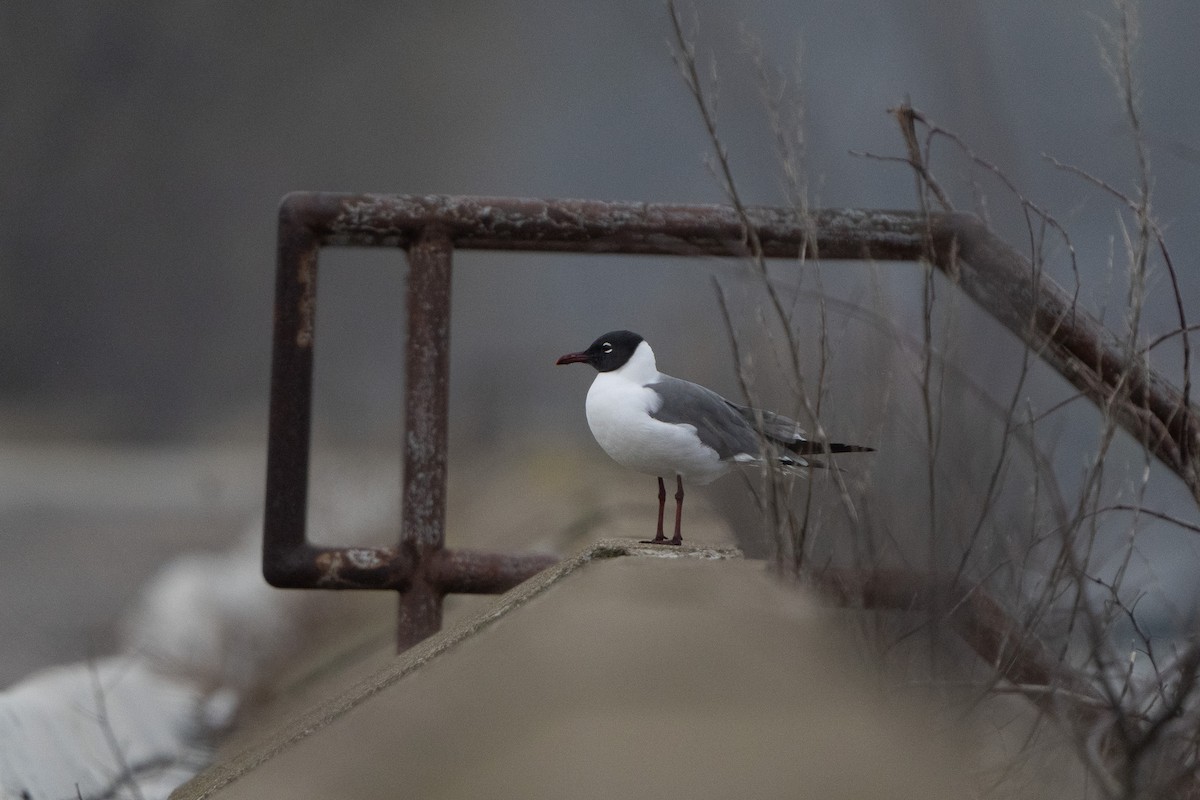 Laughing Gull - ML633663524