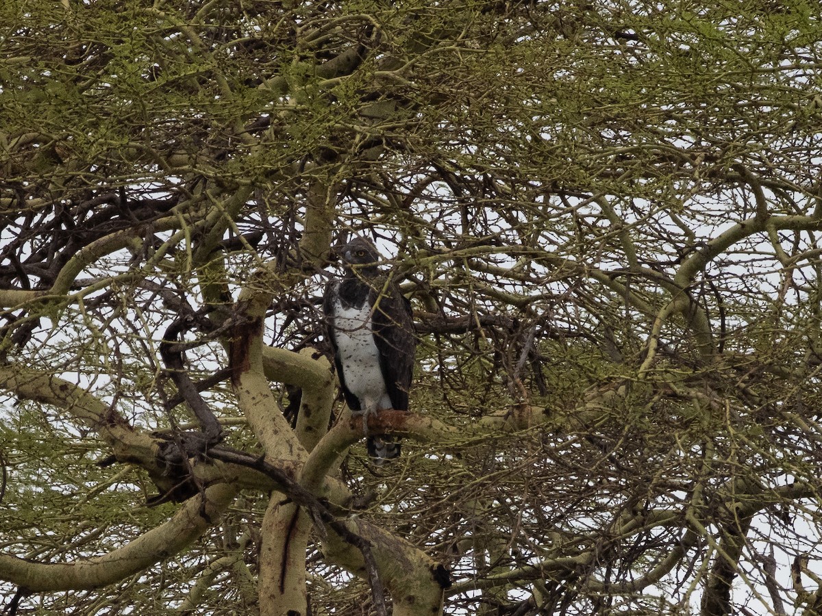 Black-chested Snake-Eagle - ML633663585