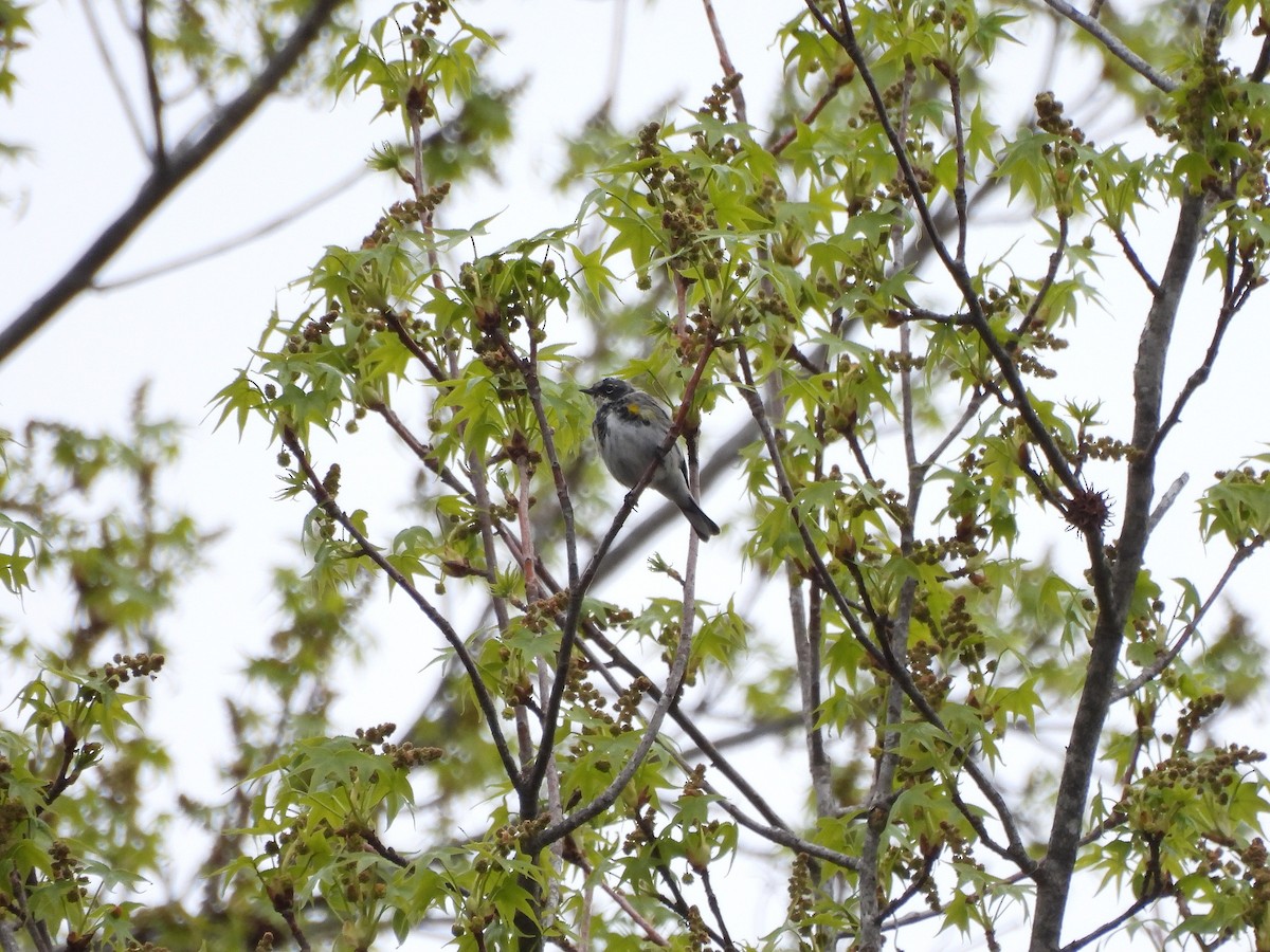 キヅタアメリカムシクイ - ML633663629