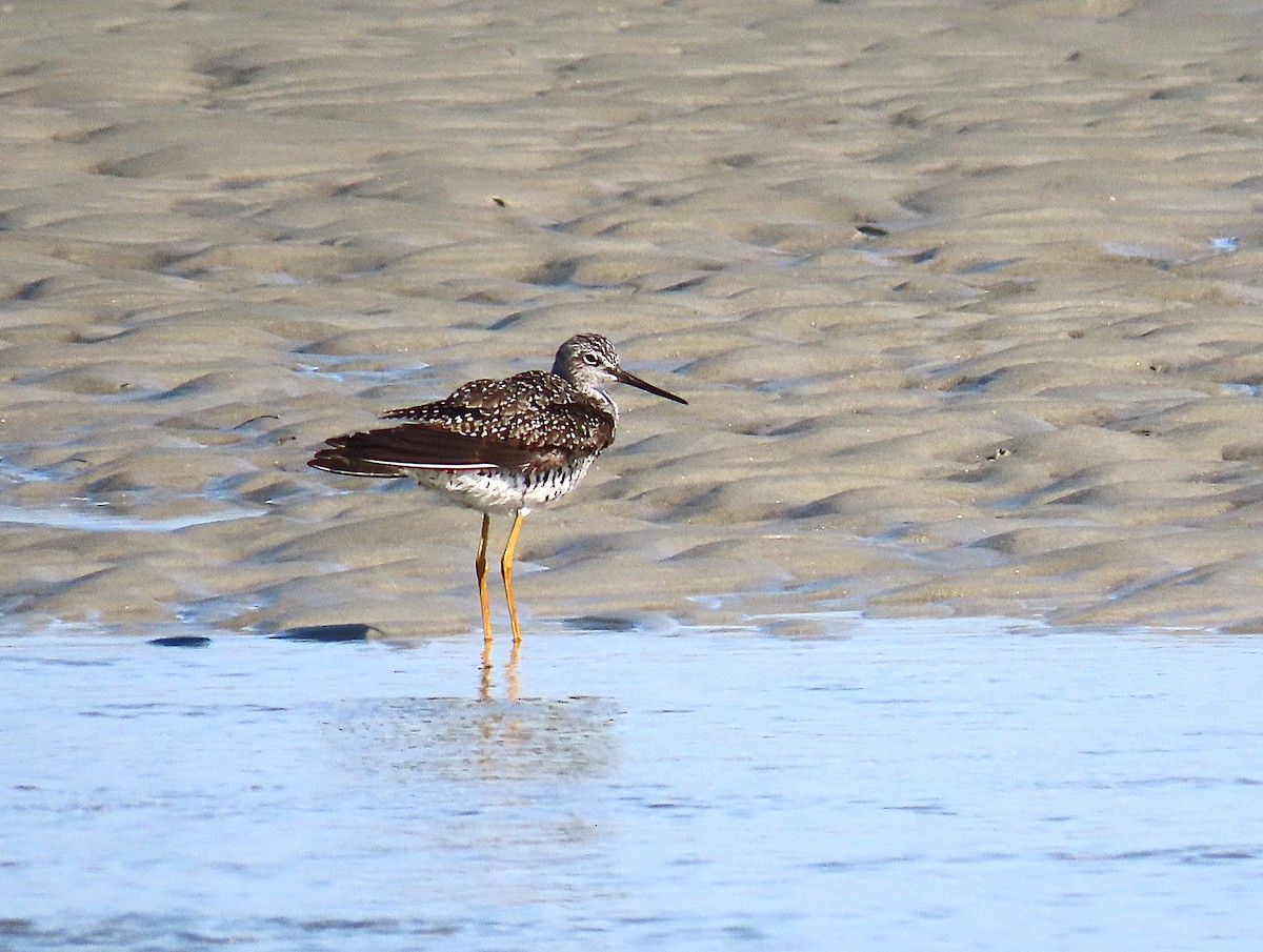 Greater Yellowlegs - ML633663676