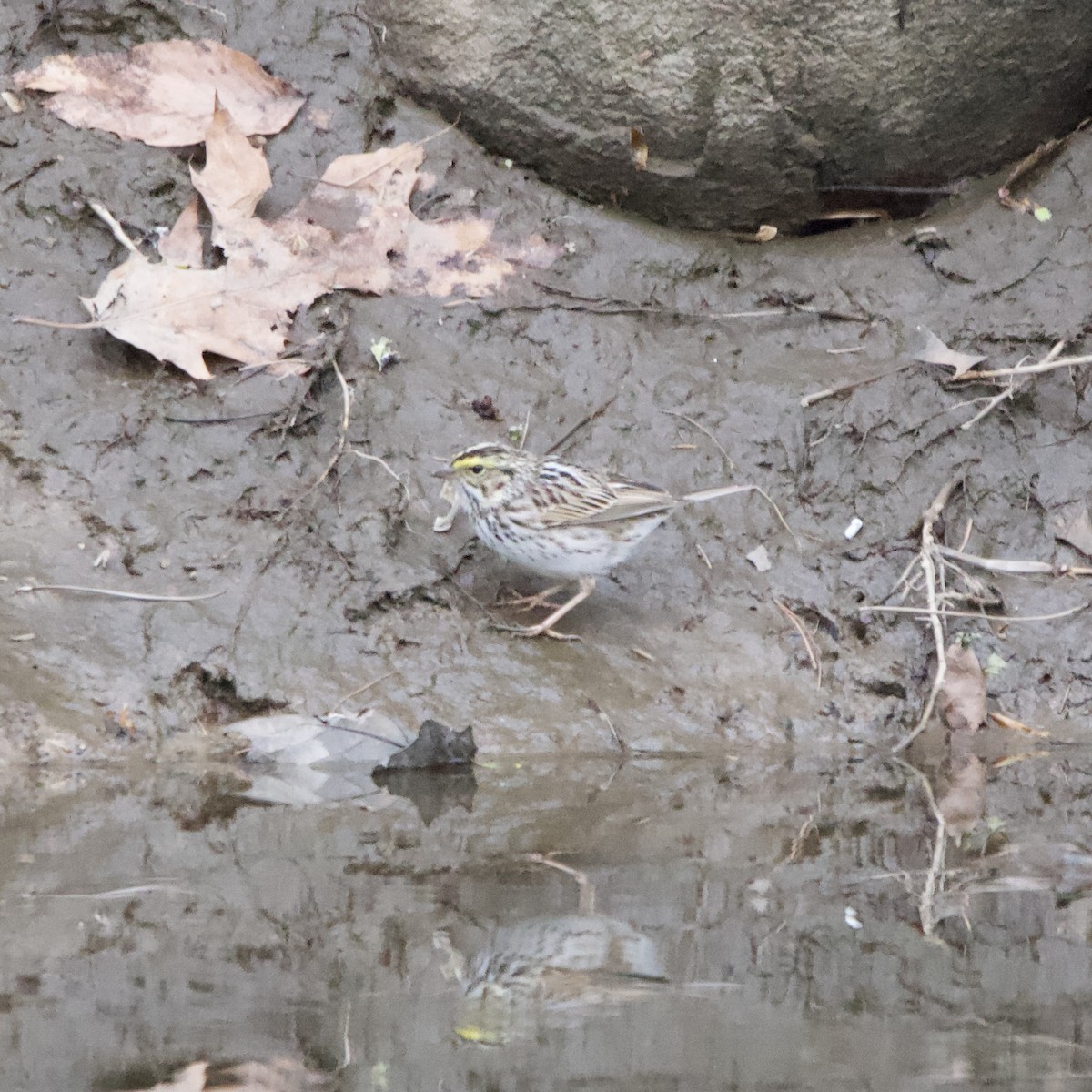 Savannah Sparrow - ML633663749