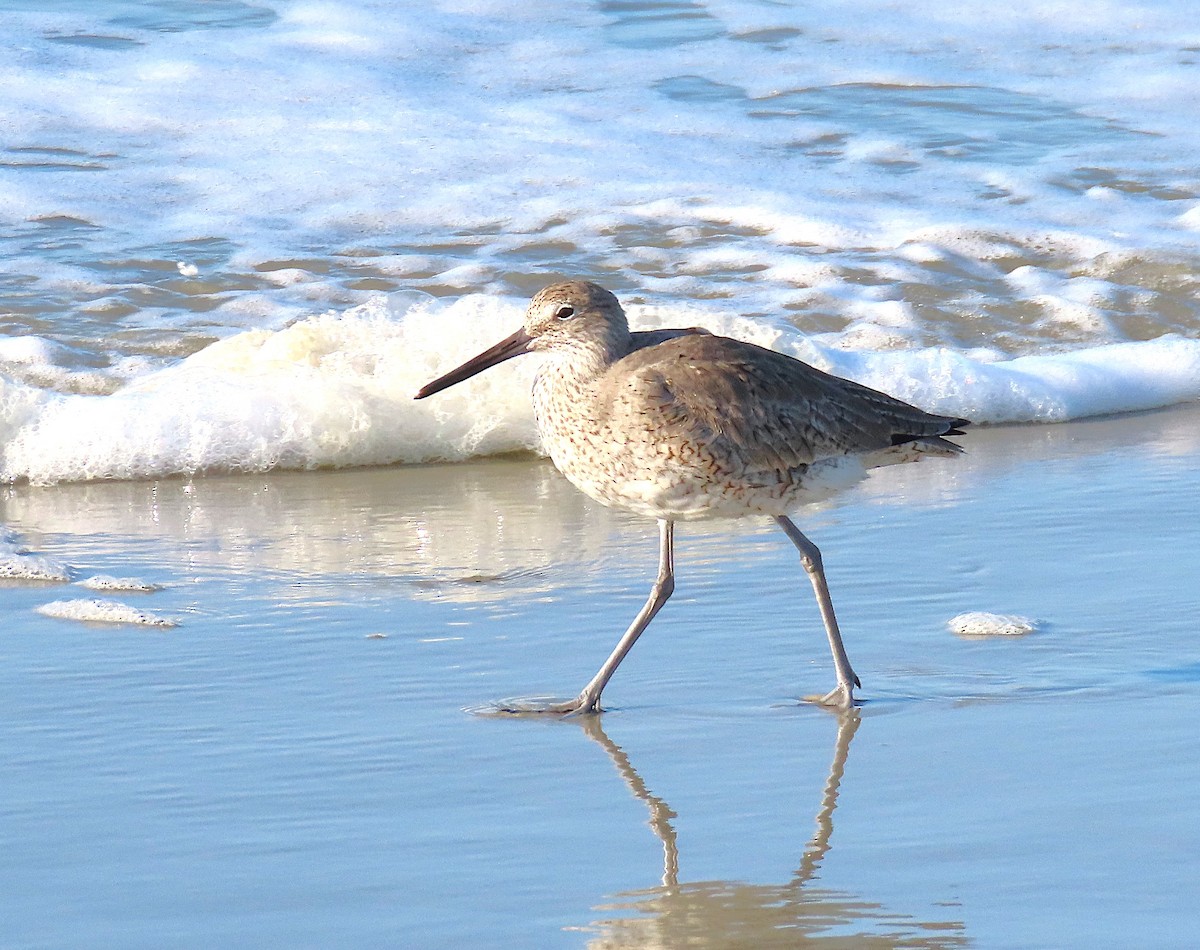 Piro piro semipalmato - ML633663768