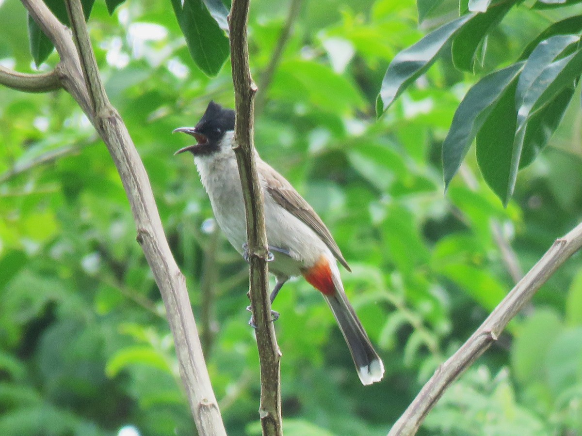Sooty-headed Bulbul - ML633663777
