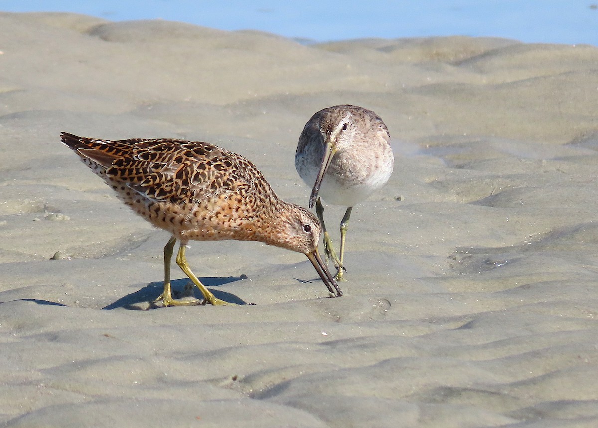 Short-billed Dowitcher - ML633663872