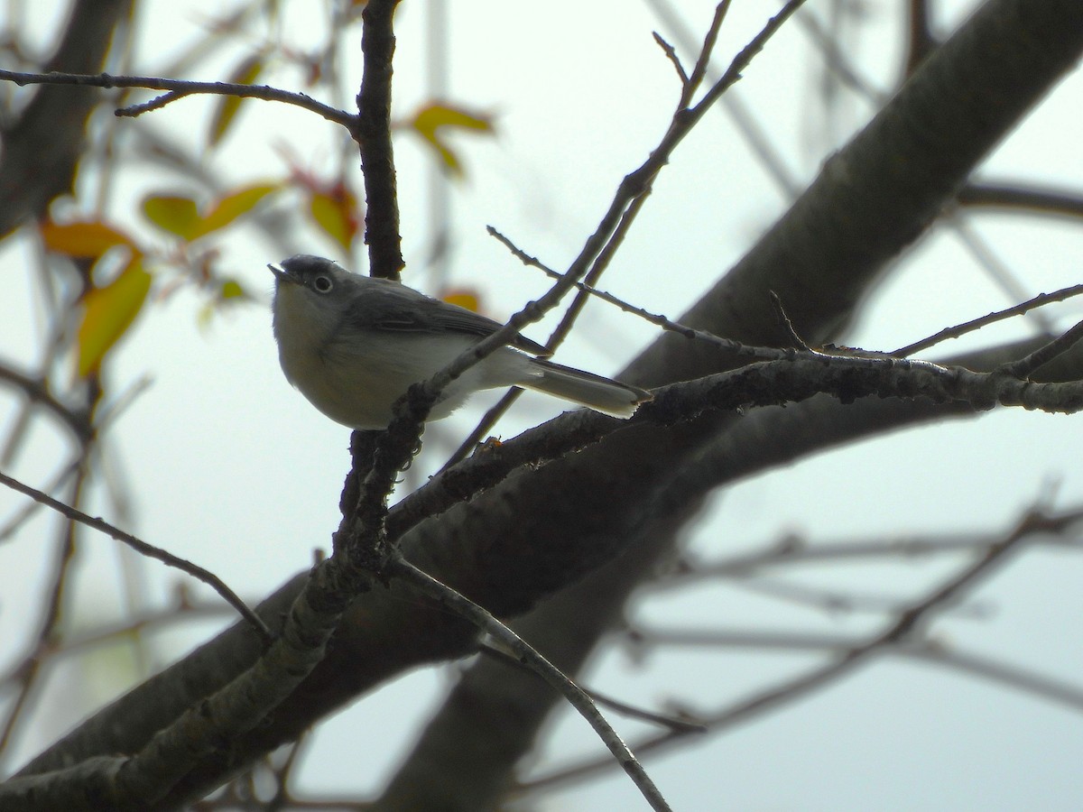 ブユムシクイ - ML633663893