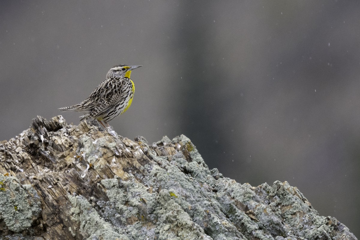 Western Meadowlark - ML633663908