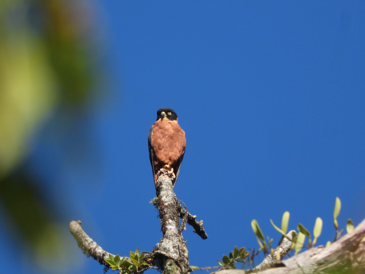 Malaienbaumfalke - ML633663961