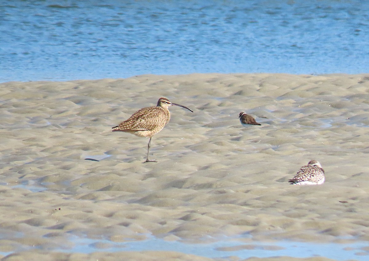 Chiurlo piccolo americano - ML633664060