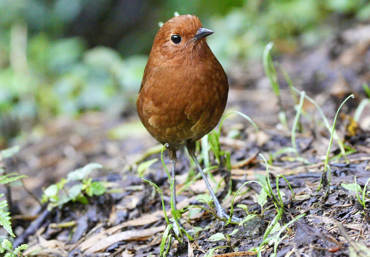 Chami Antpitta - ML633664149