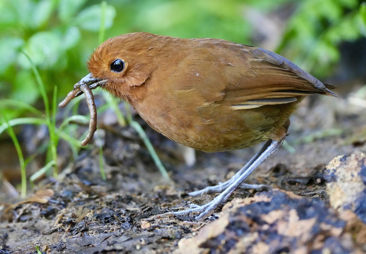 Chami Antpitta - ML633664151