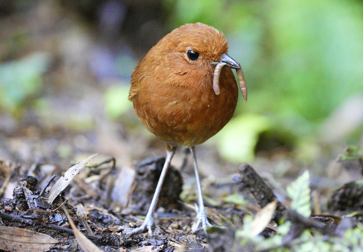 Chami Antpitta - ML633664152