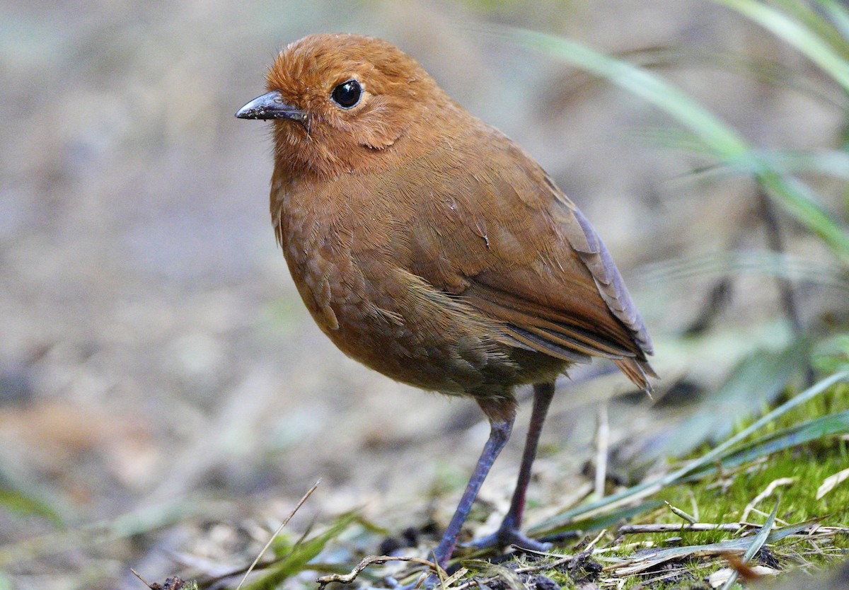 Chami Antpitta - ML633664154