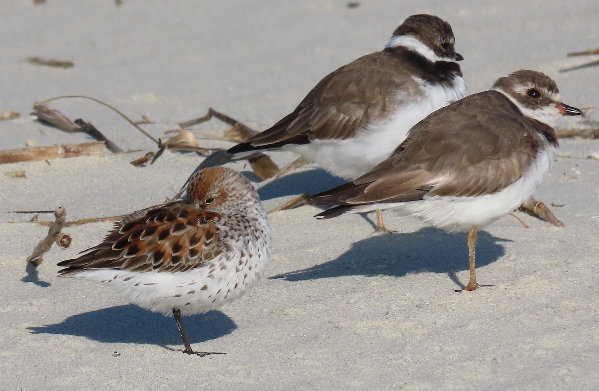 Gambecchio dell'Alaska - ML633664206