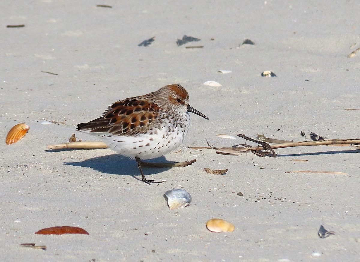 Gambecchio dell'Alaska - ML633664207