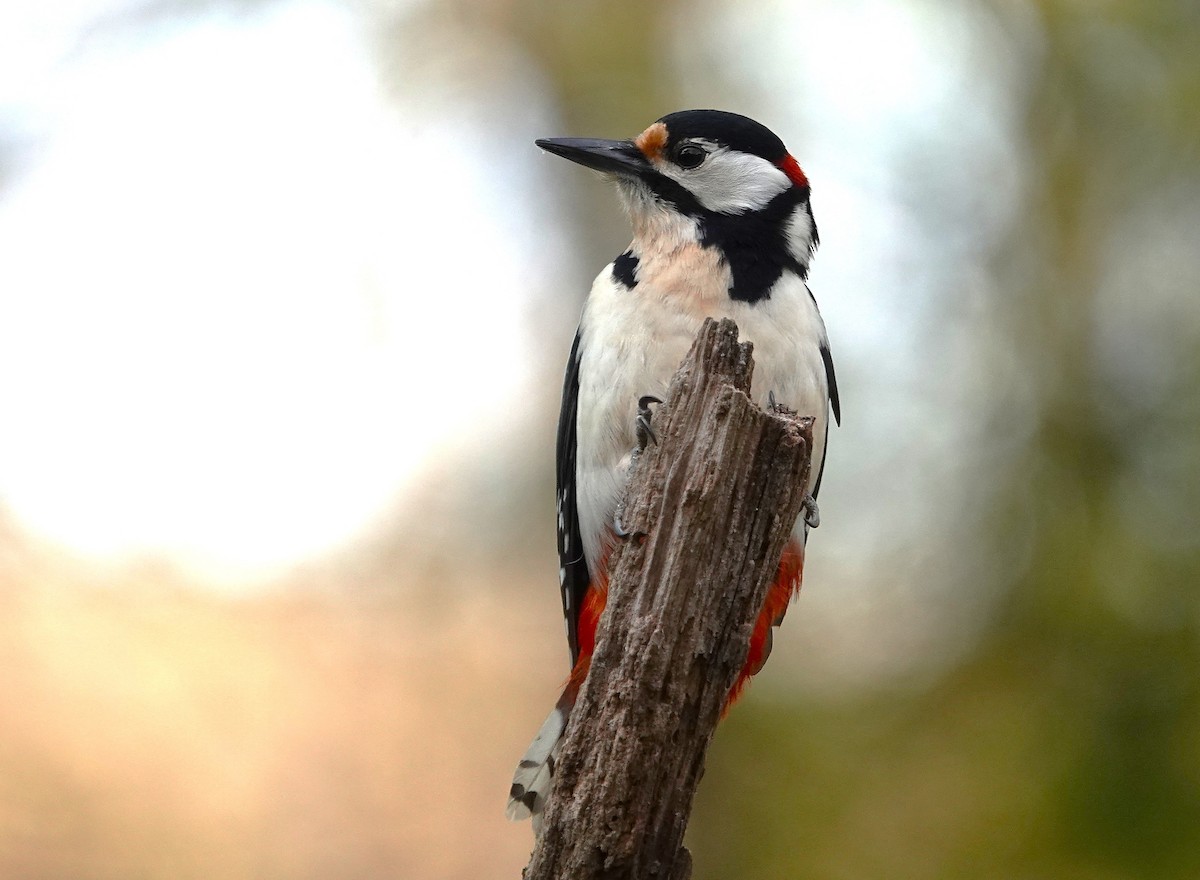 Great Spotted Woodpecker - ML633664273
