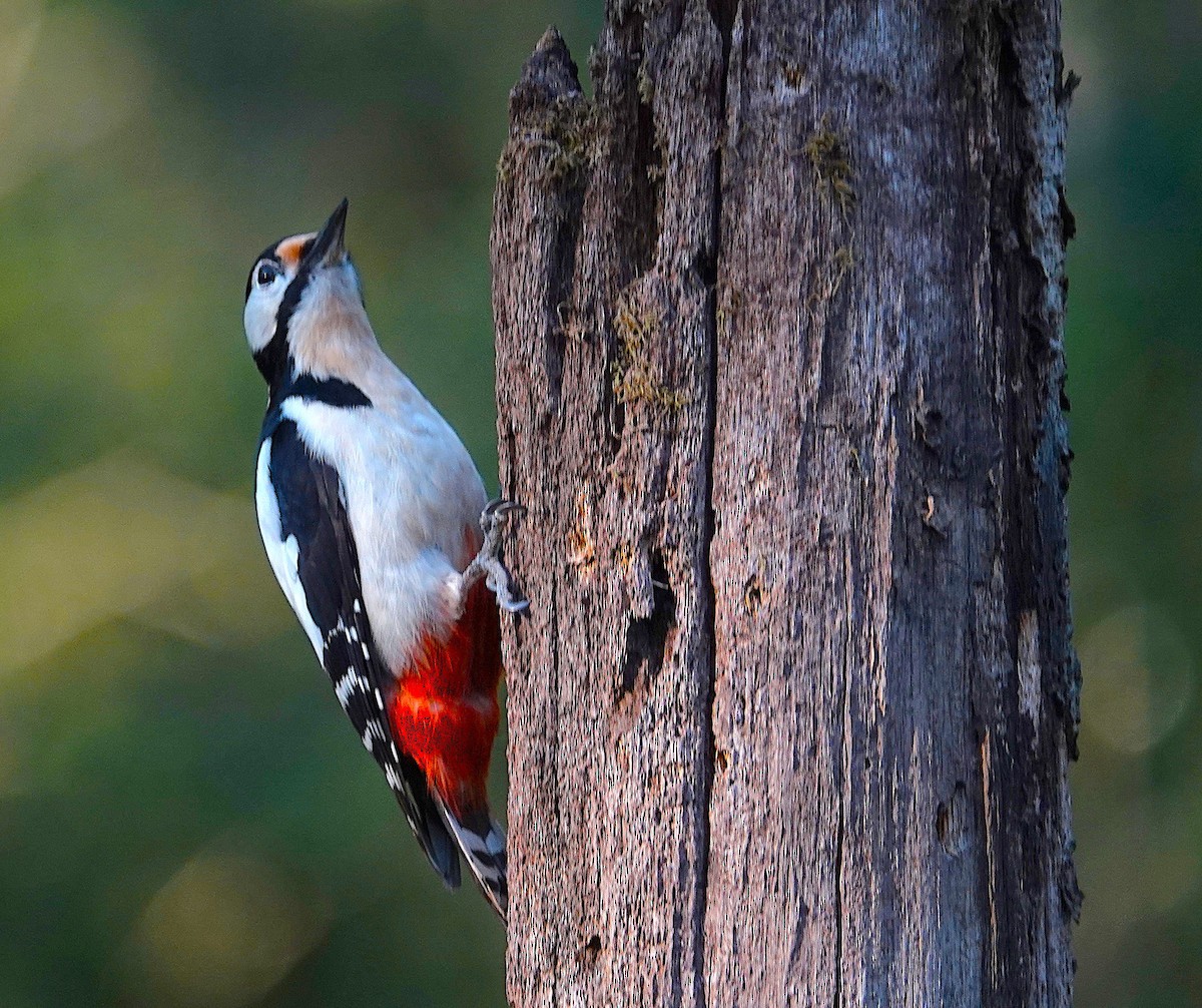 Great Spotted Woodpecker - ML633664274