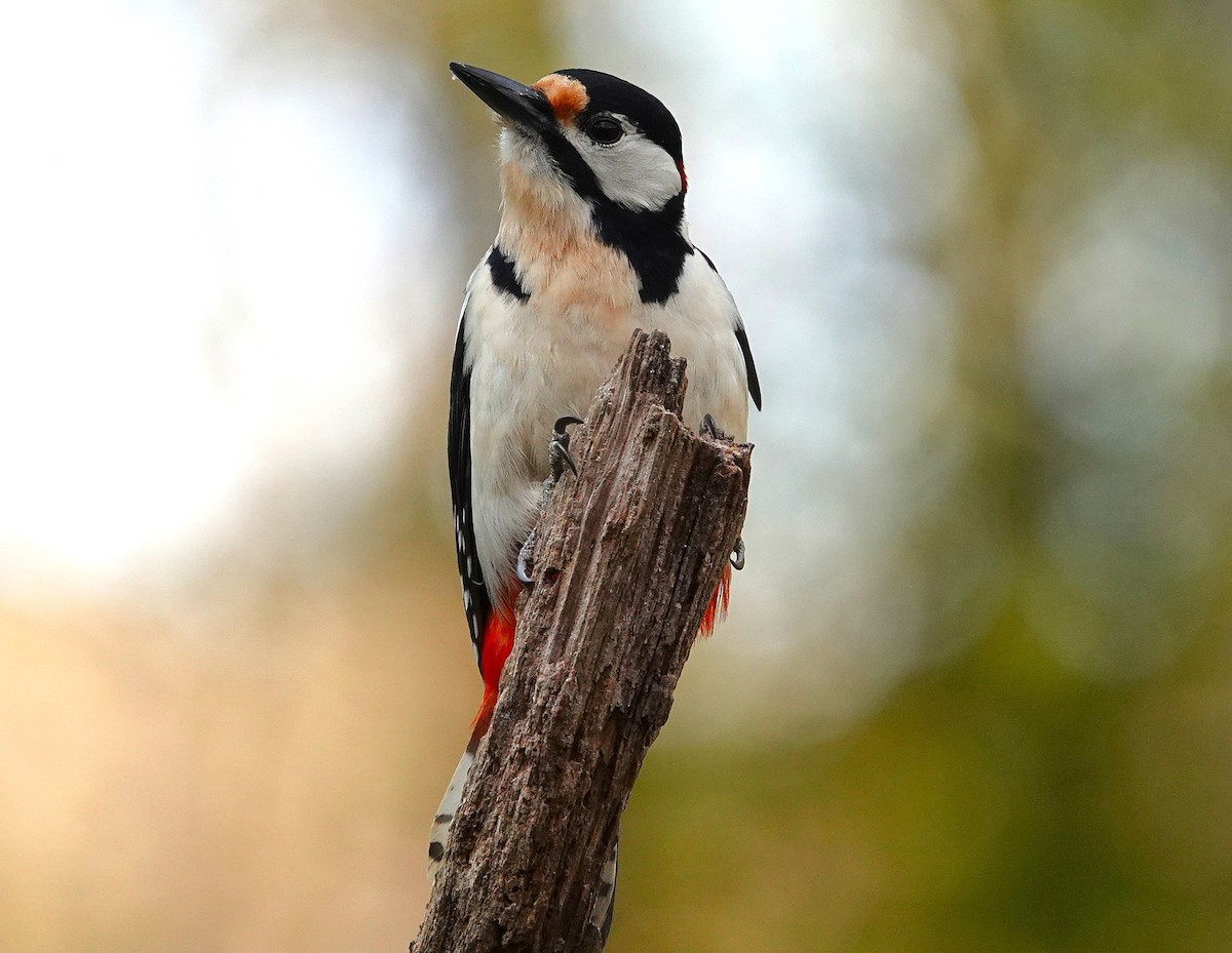 Great Spotted Woodpecker - ML633664276