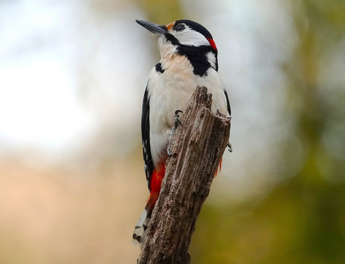 Great Spotted Woodpecker - ML633664278