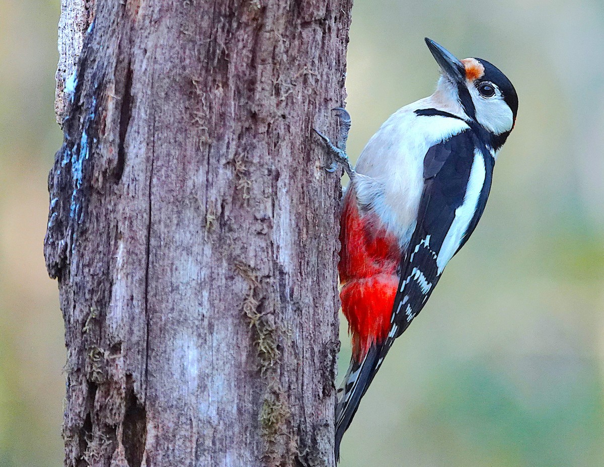 Great Spotted Woodpecker - ML633664280
