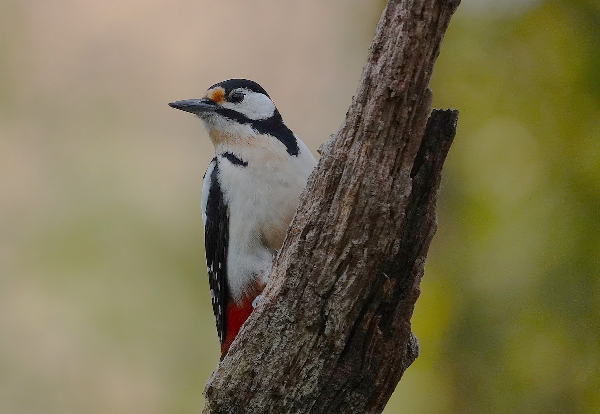 Great Spotted Woodpecker - ML633664281