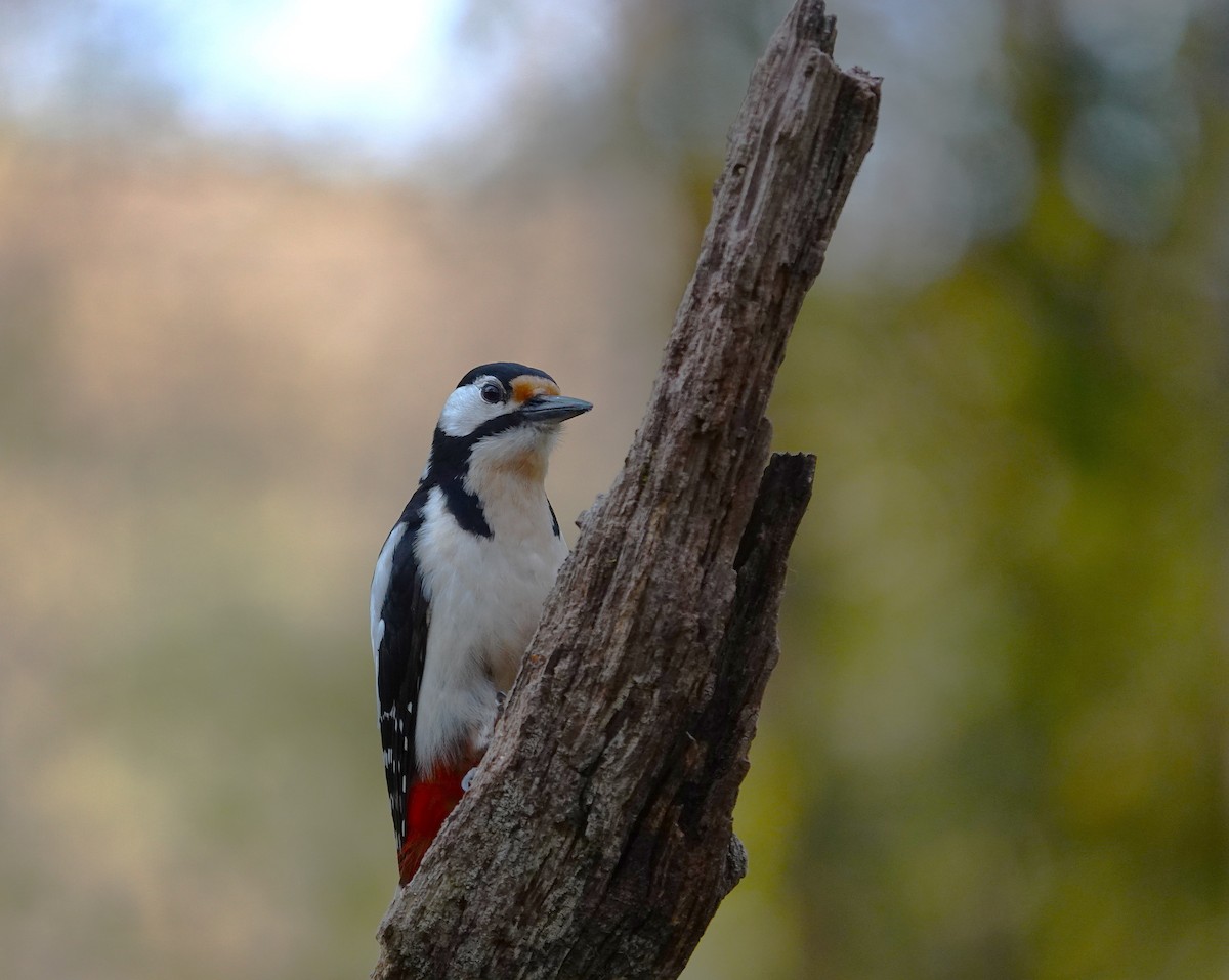 Great Spotted Woodpecker - ML633664282