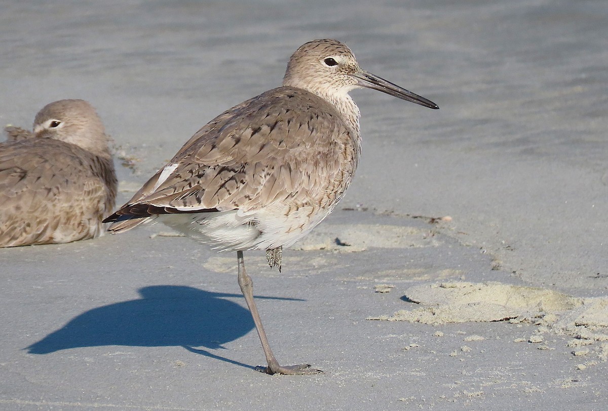 Piro piro semipalmato - ML633664380