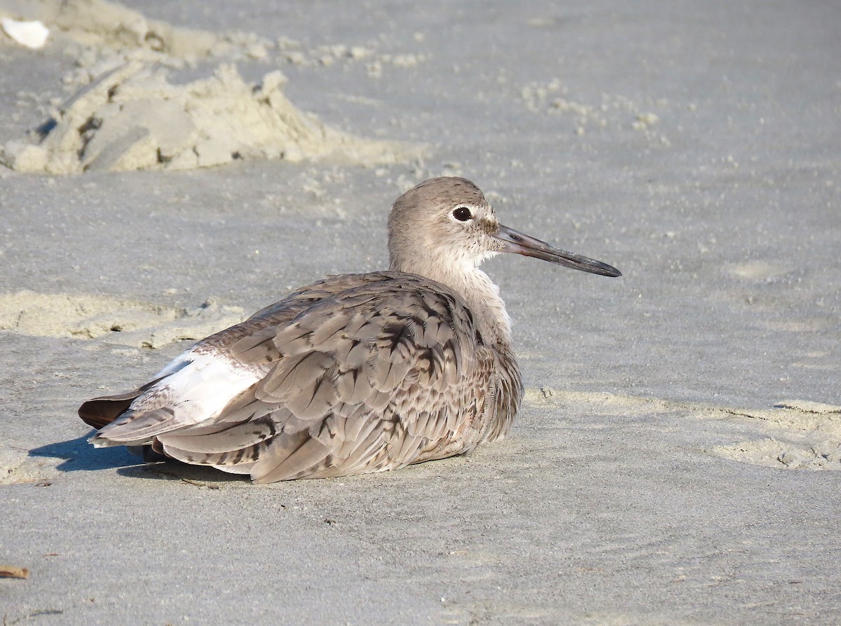 Piro piro semipalmato - ML633664381