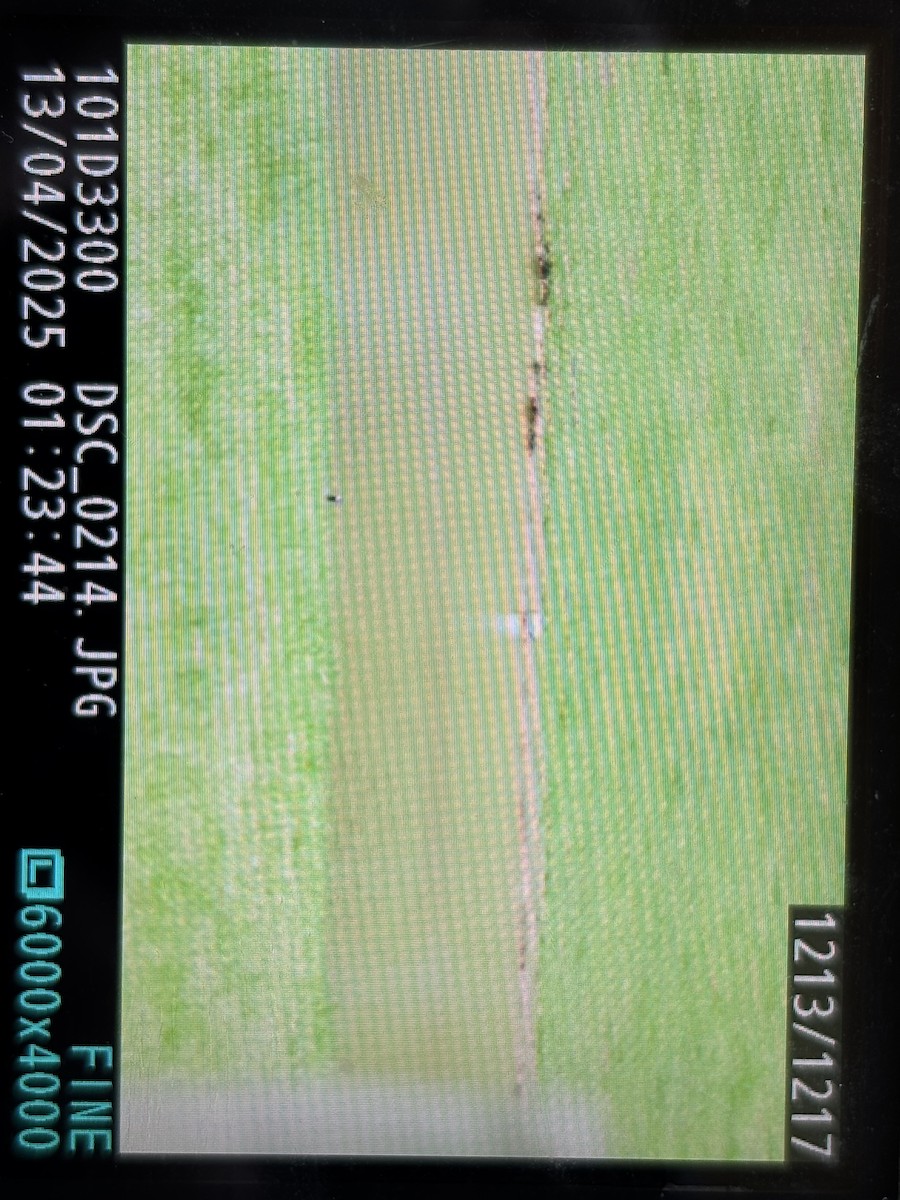 Snow Goose - ML633664511