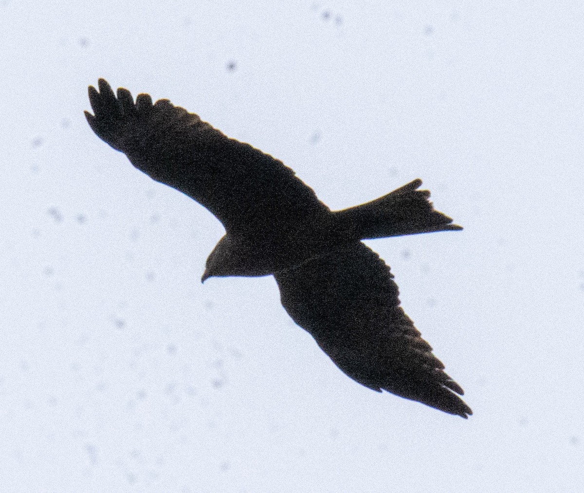 Black Kite - ML633664555