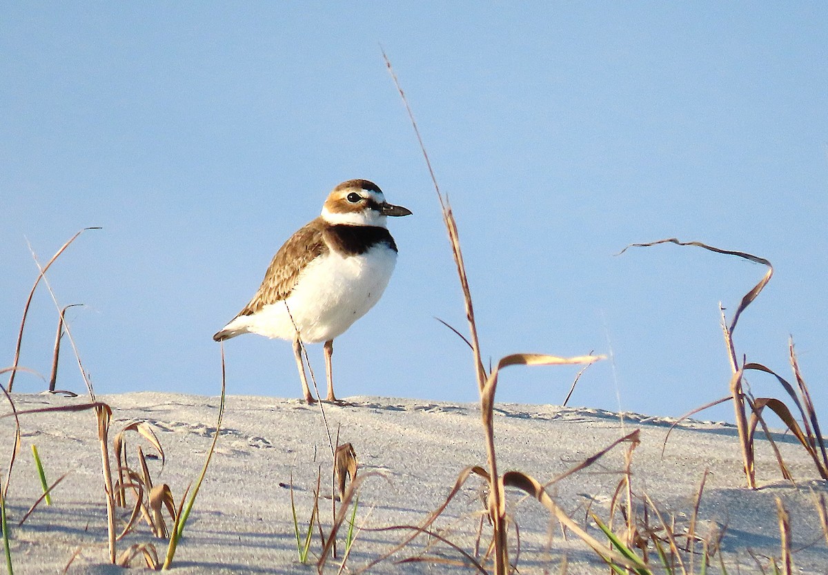 Wilson's Plover - ML633664598