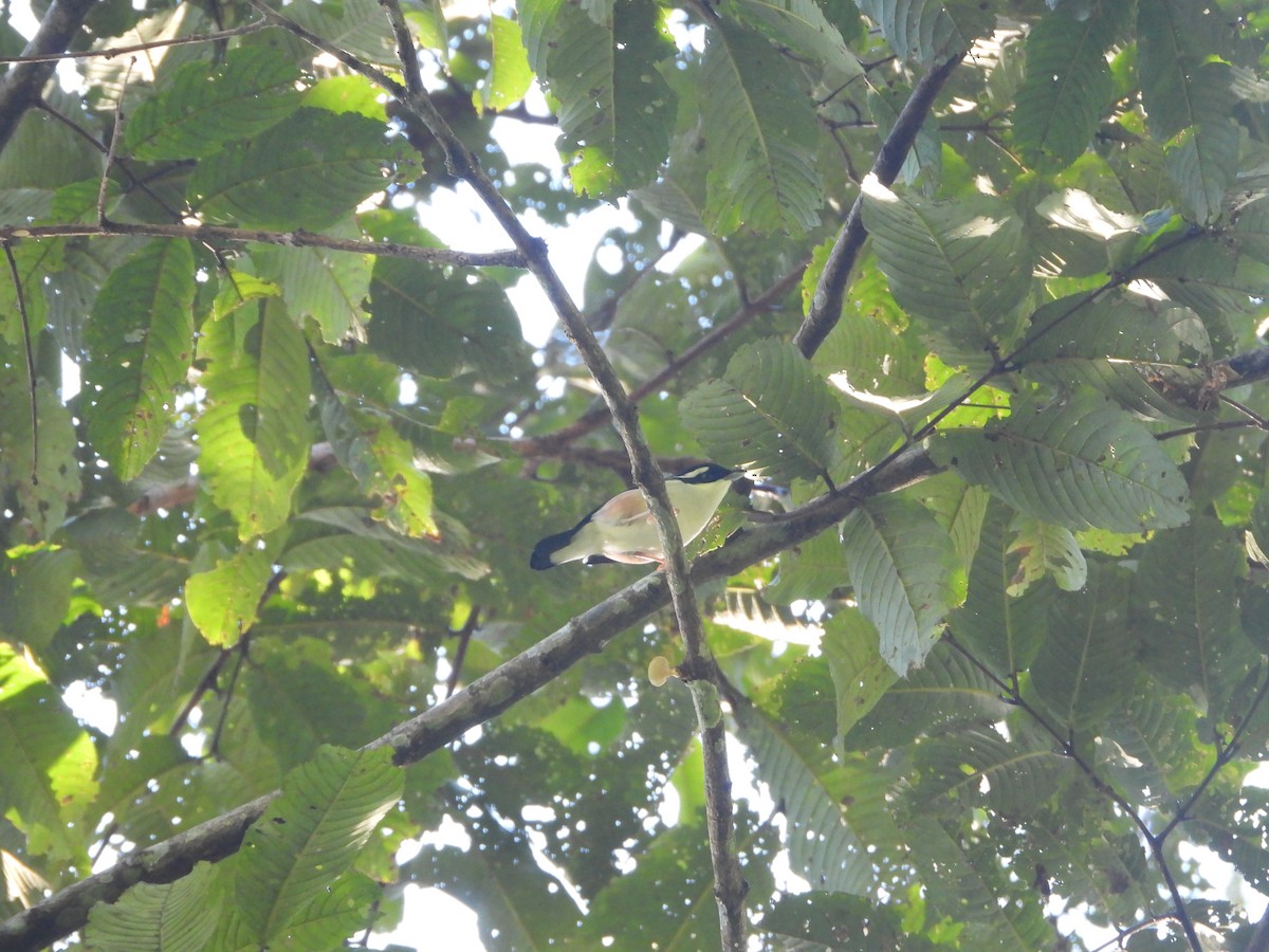 White-browed Shrike-Babbler - ML633664615