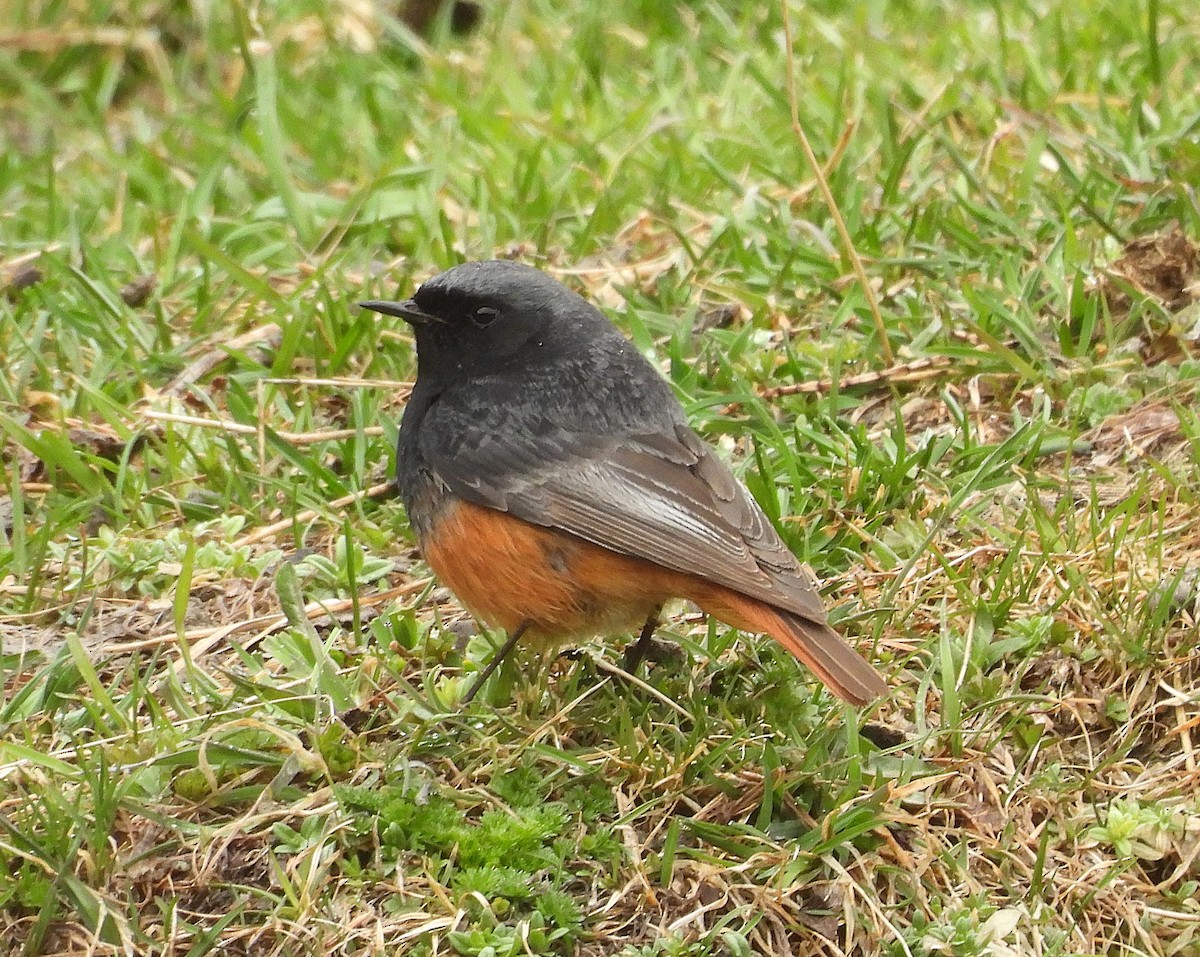 Black Redstart (Eastern) - ML633664634