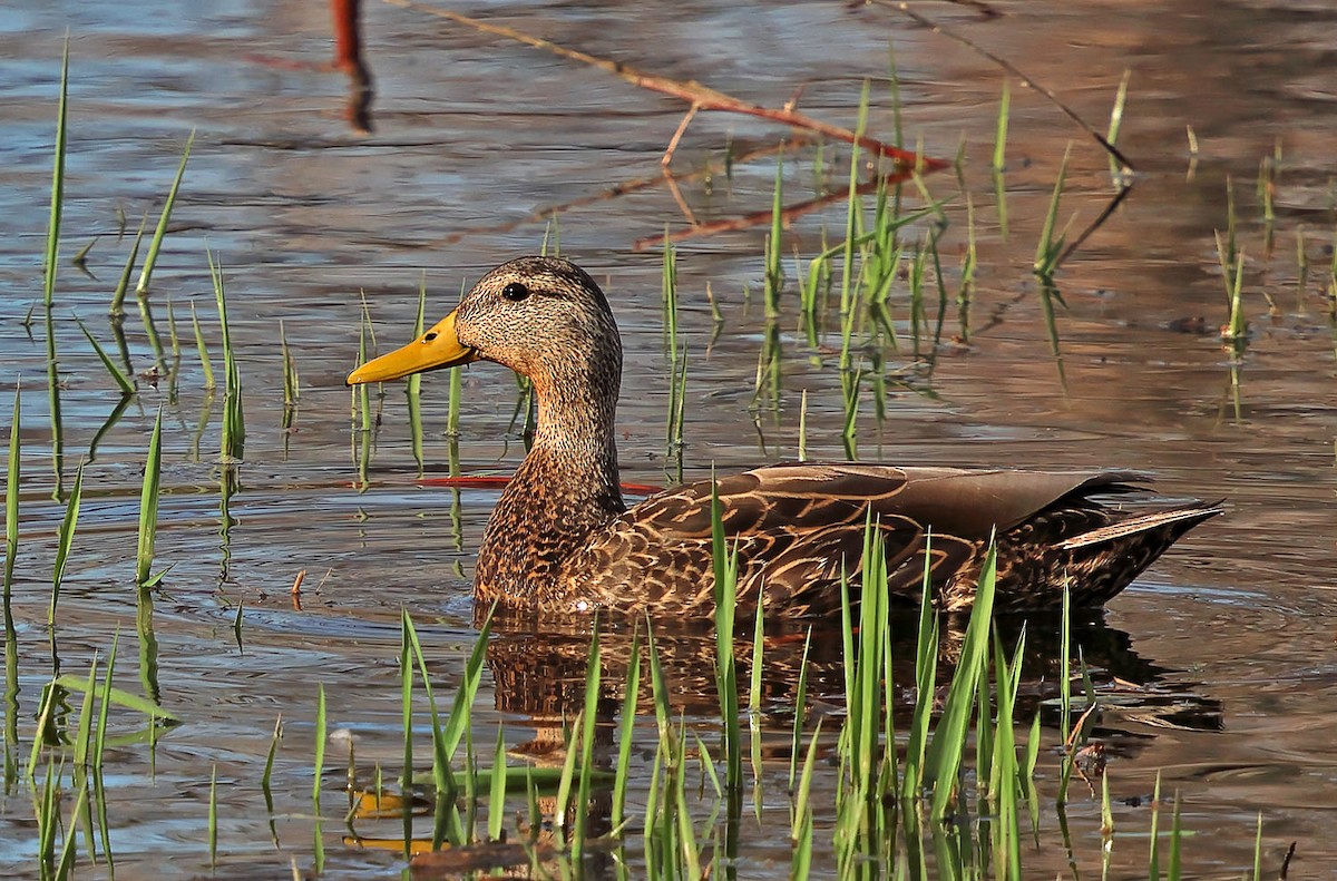 Mexican Duck - ML633664996