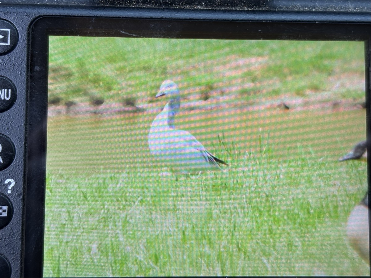 Snow Goose - ML633665085