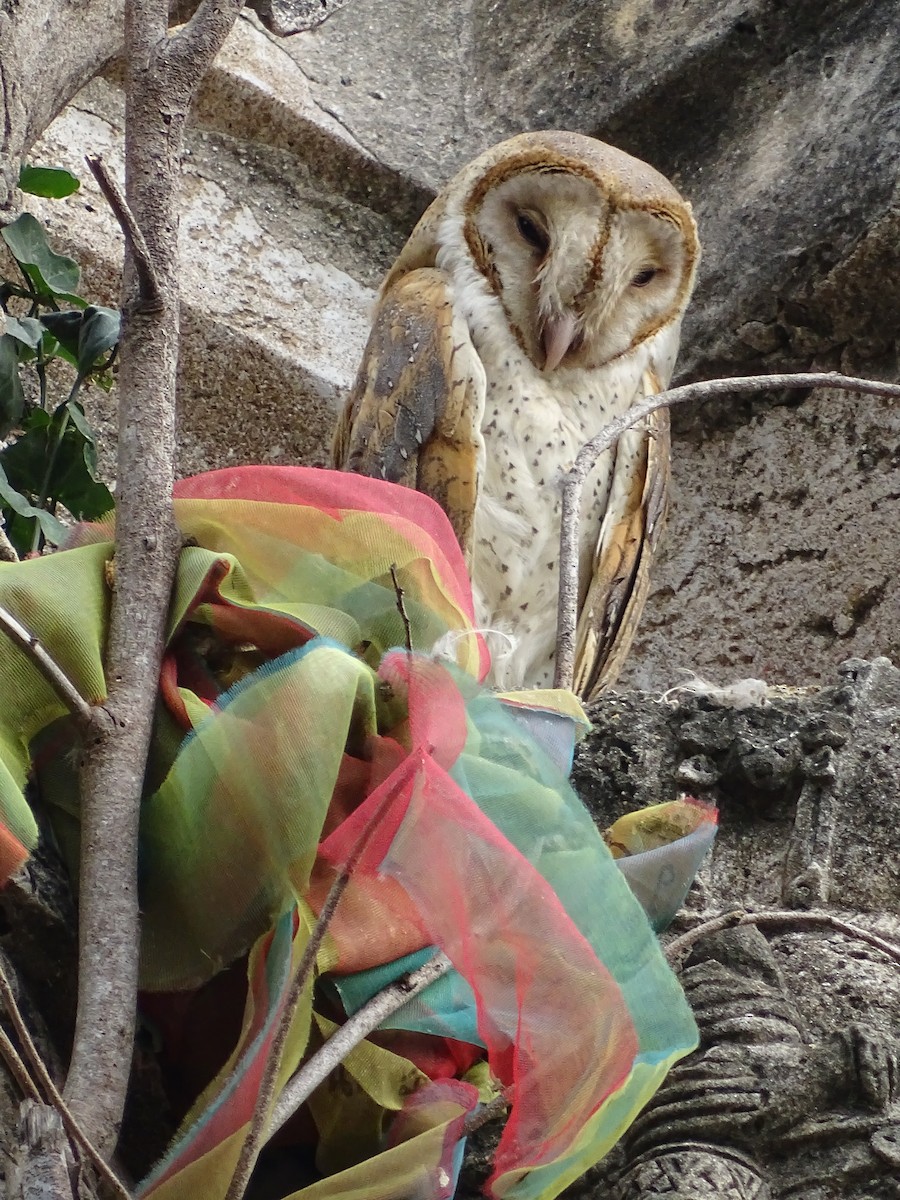 Eastern Barn Owl - ML633665246