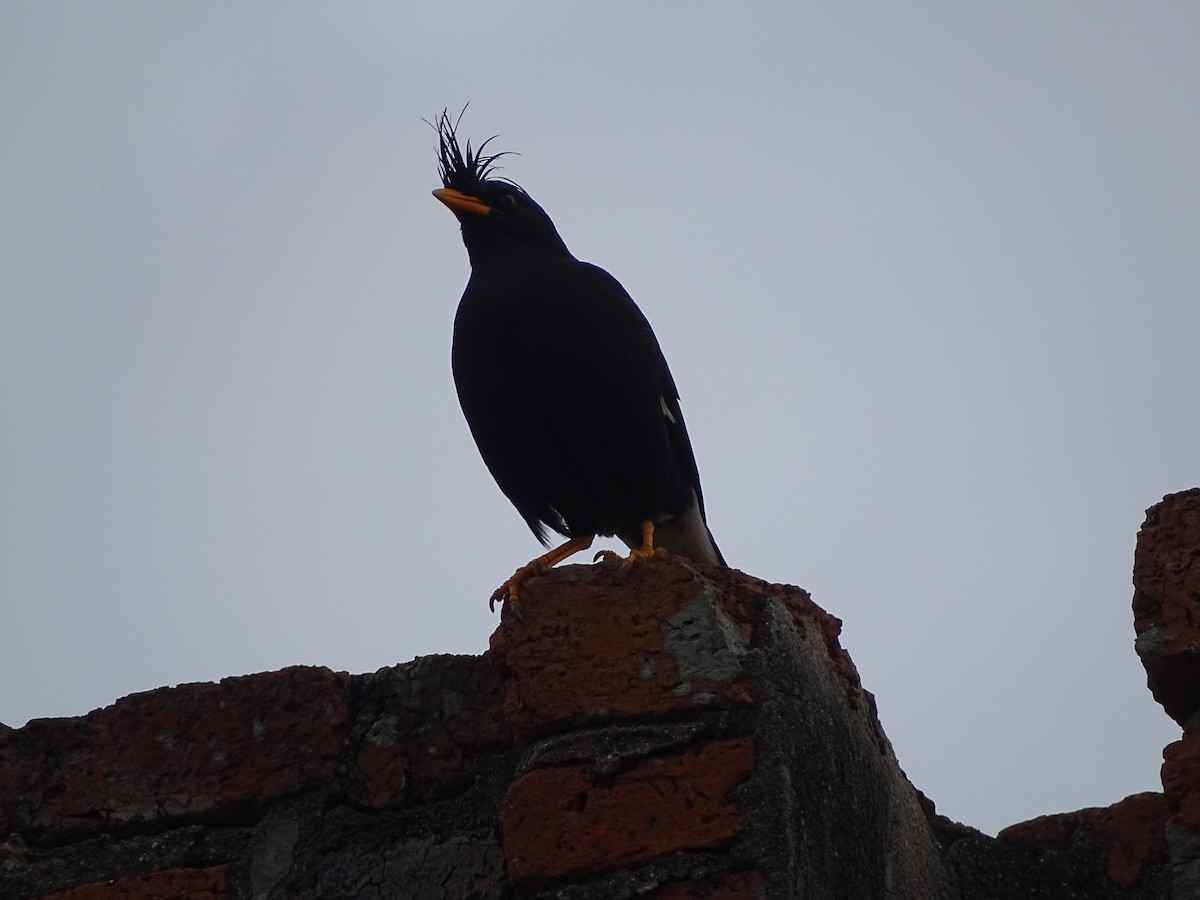 Great Myna - ML633665250
