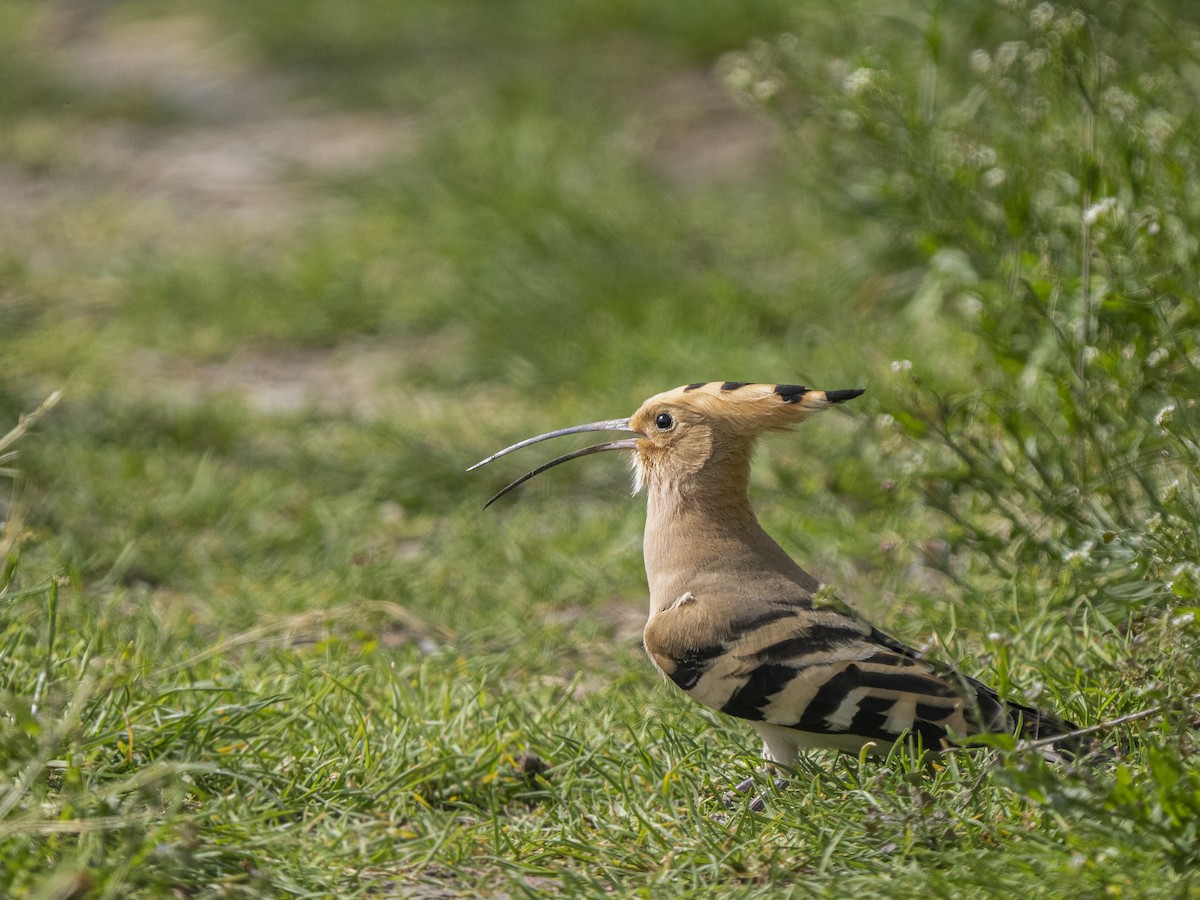 Common Hoopoe - ML633665252