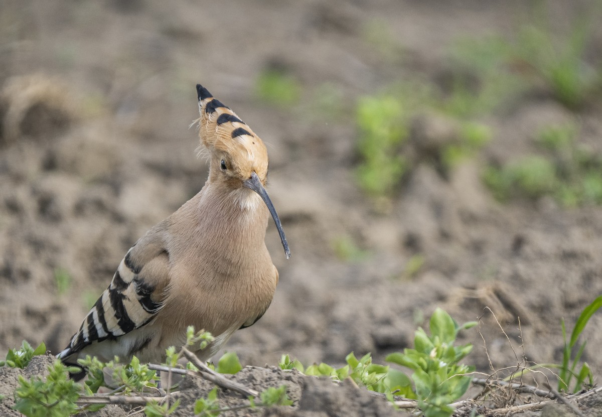 Common Hoopoe - ML633665262