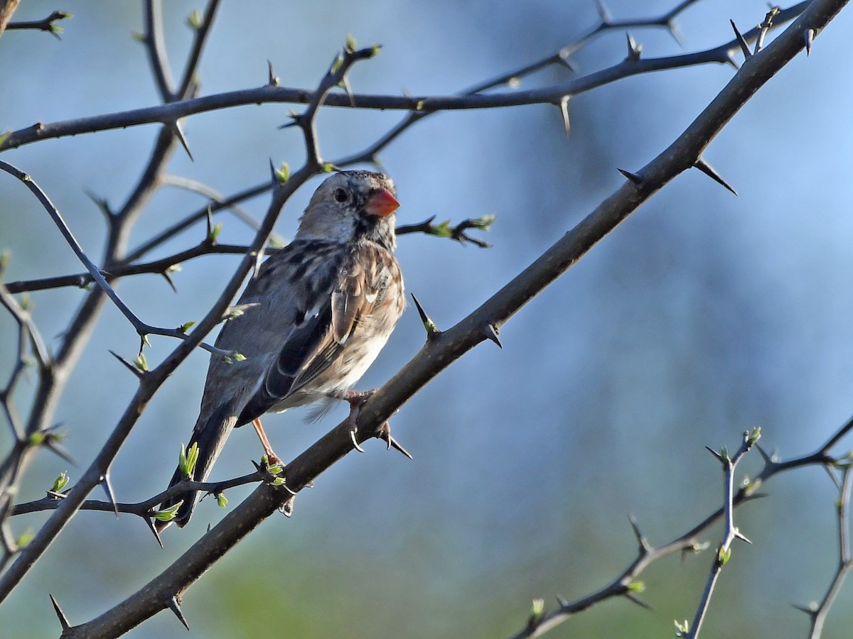 Harris's Sparrow - Joel McNeal