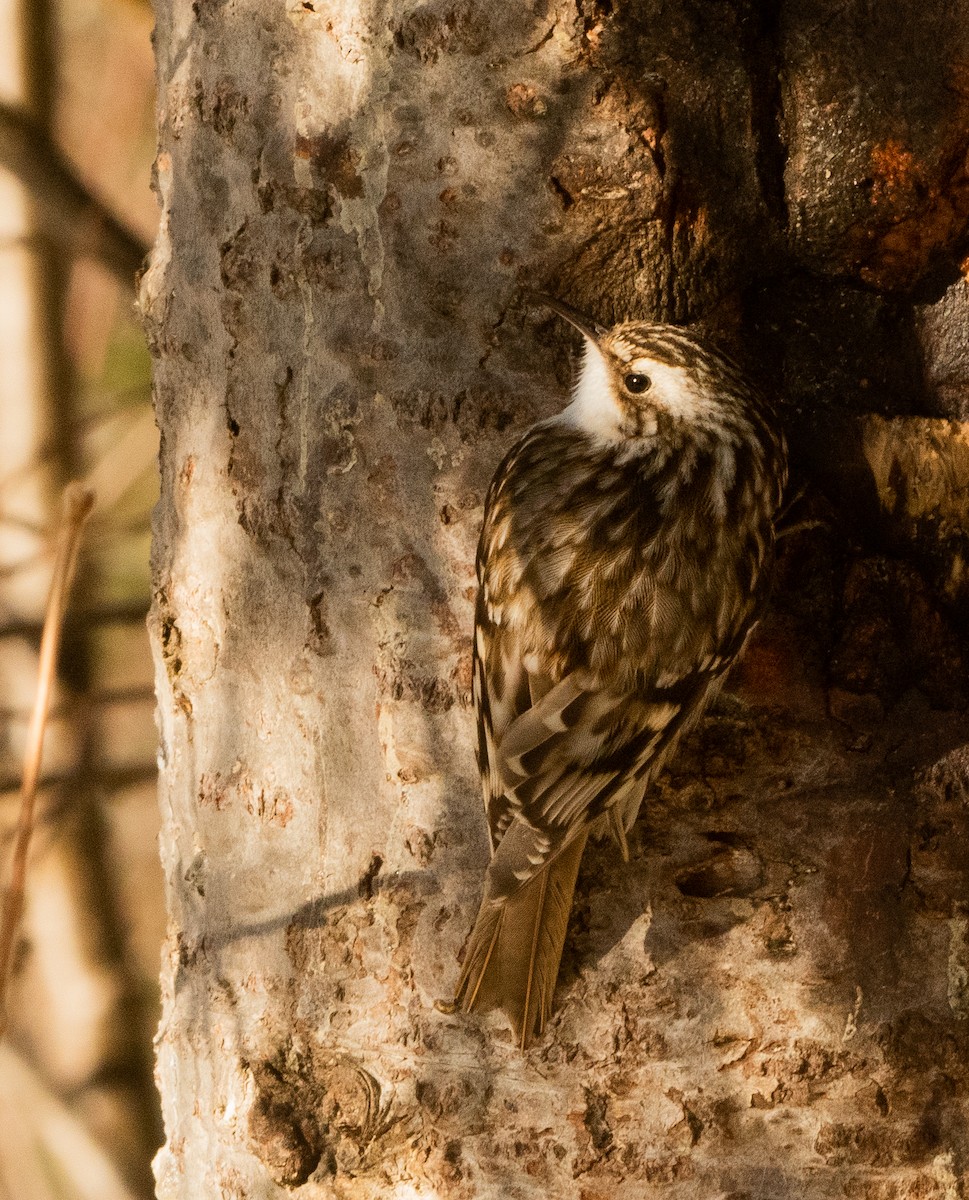 Brown Creeper - ML633665465