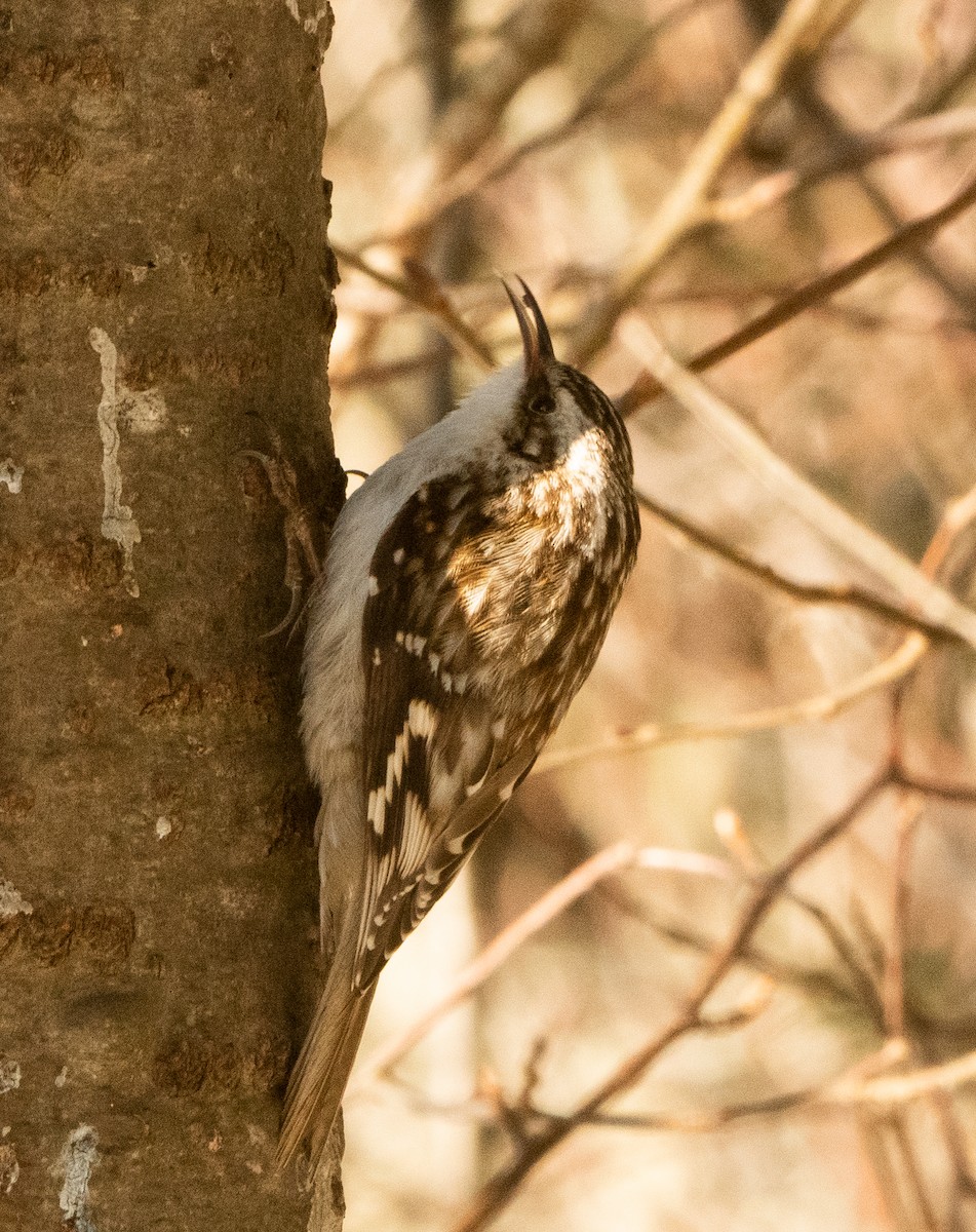 Brown Creeper - ML633665466